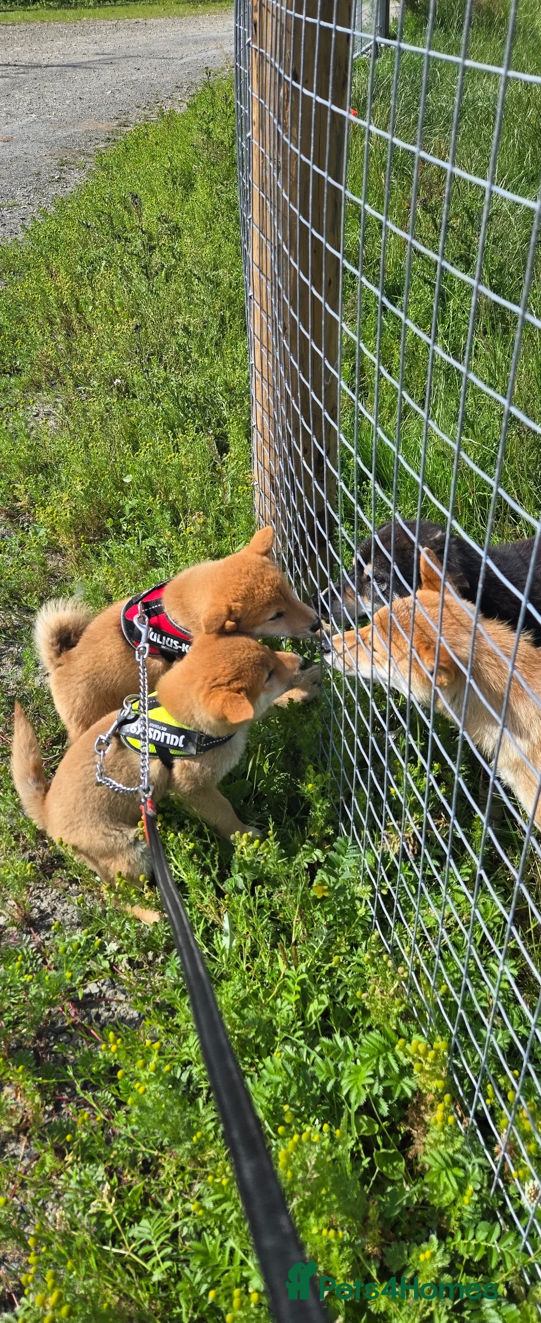 Japanese Shiba Inu dogs for sale: Stunning Shibas  in Llanybydder - Image 21