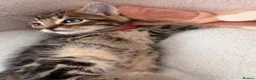 Mixed Breed cats for sale: Beautiful friendly well handled kittens - Advert 4