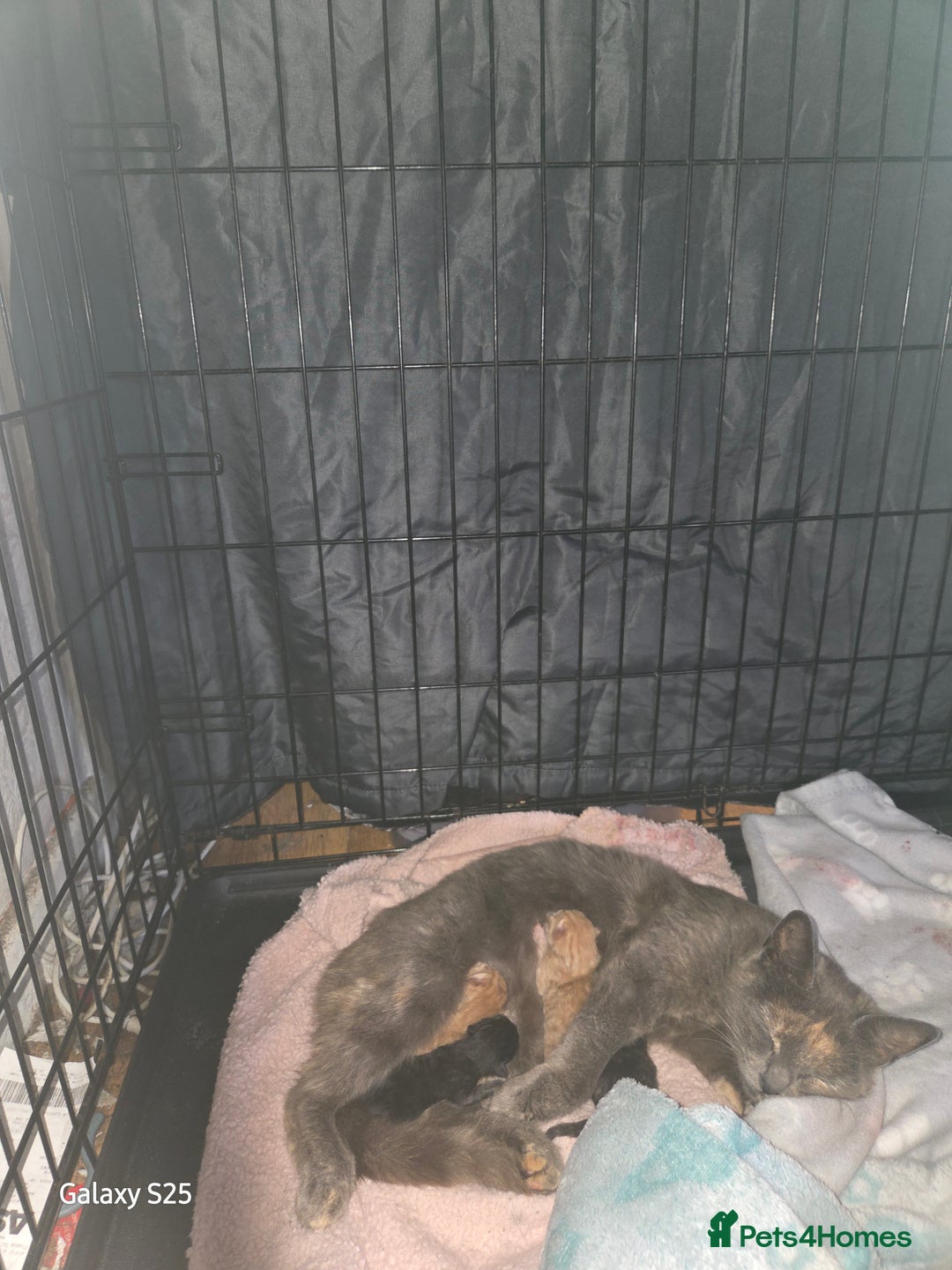 Domestic Shorthair cats for sale: 4 kittens for sale. - Image 1