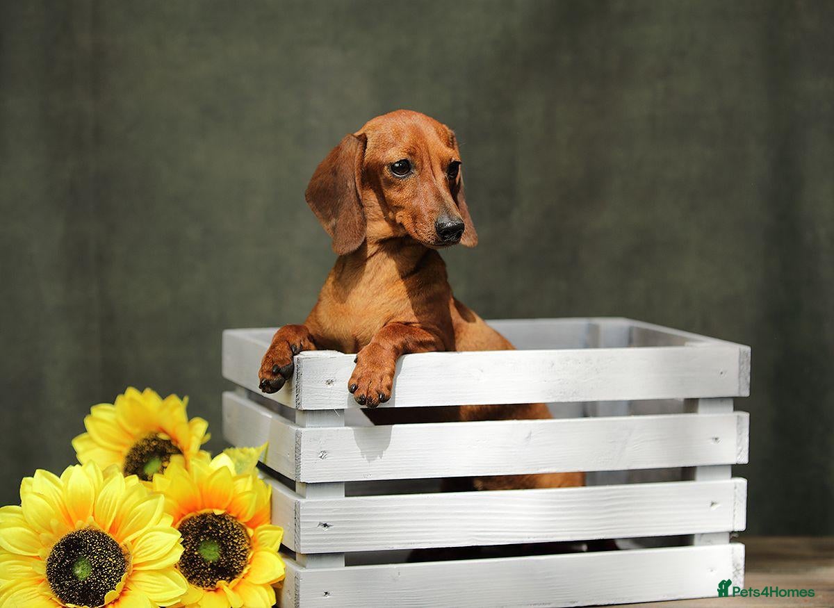 Miniature Dachshund dogs Mel – Female Miniature Dachshund - Advert 1