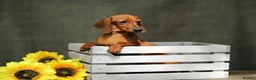 Miniature Dachshund dogs for adoption: Mel – Female Miniature Dachshund in Caterham - Advert 1