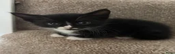 Mixed Breed cats for sale: Beautiful Tri Colour Calico Tuxedo Tabby Kittens - Advert 10