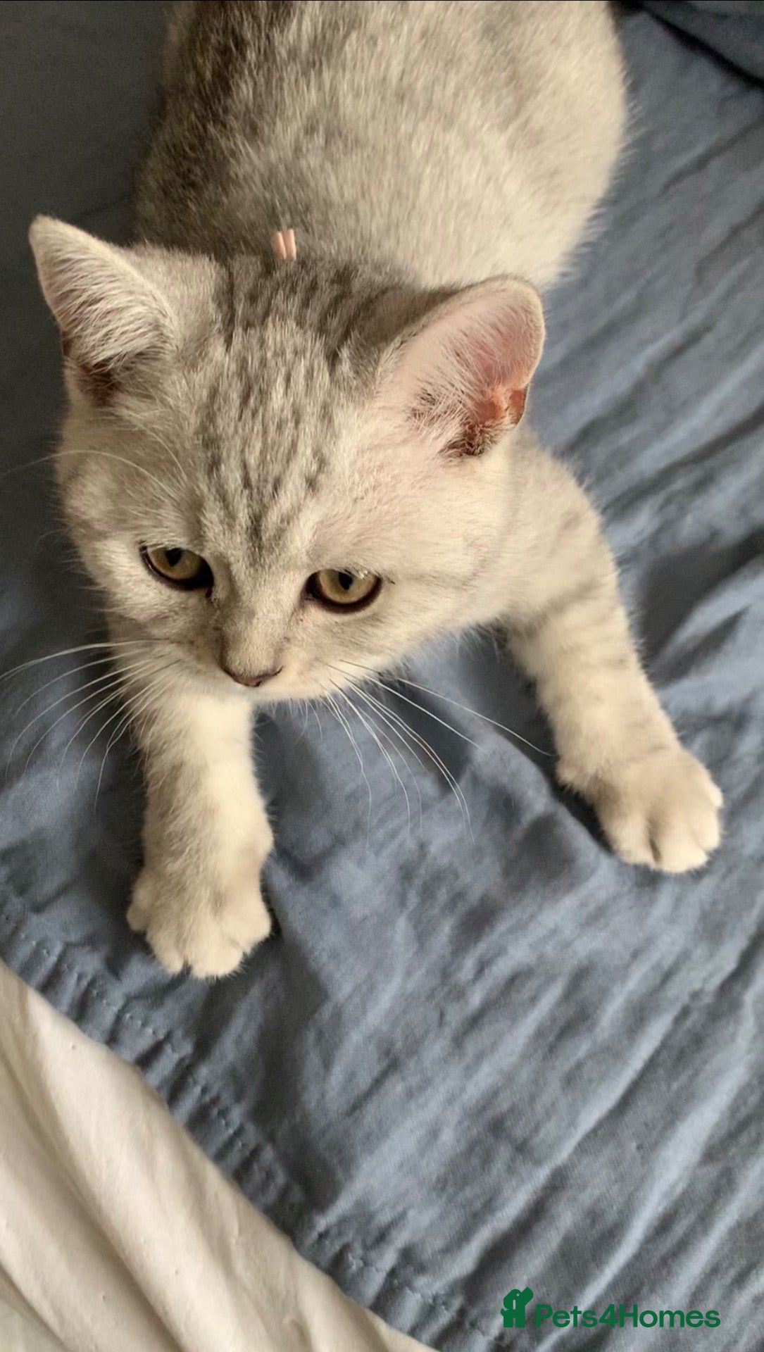 British Shorthair cats for sale: Beautiful British Shorthair Babies 🤍 - Advert 2