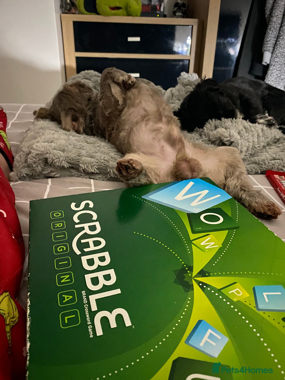 Shih Tzu dogs for stud: Patrick imperial shih tzu stud  - Advert 5