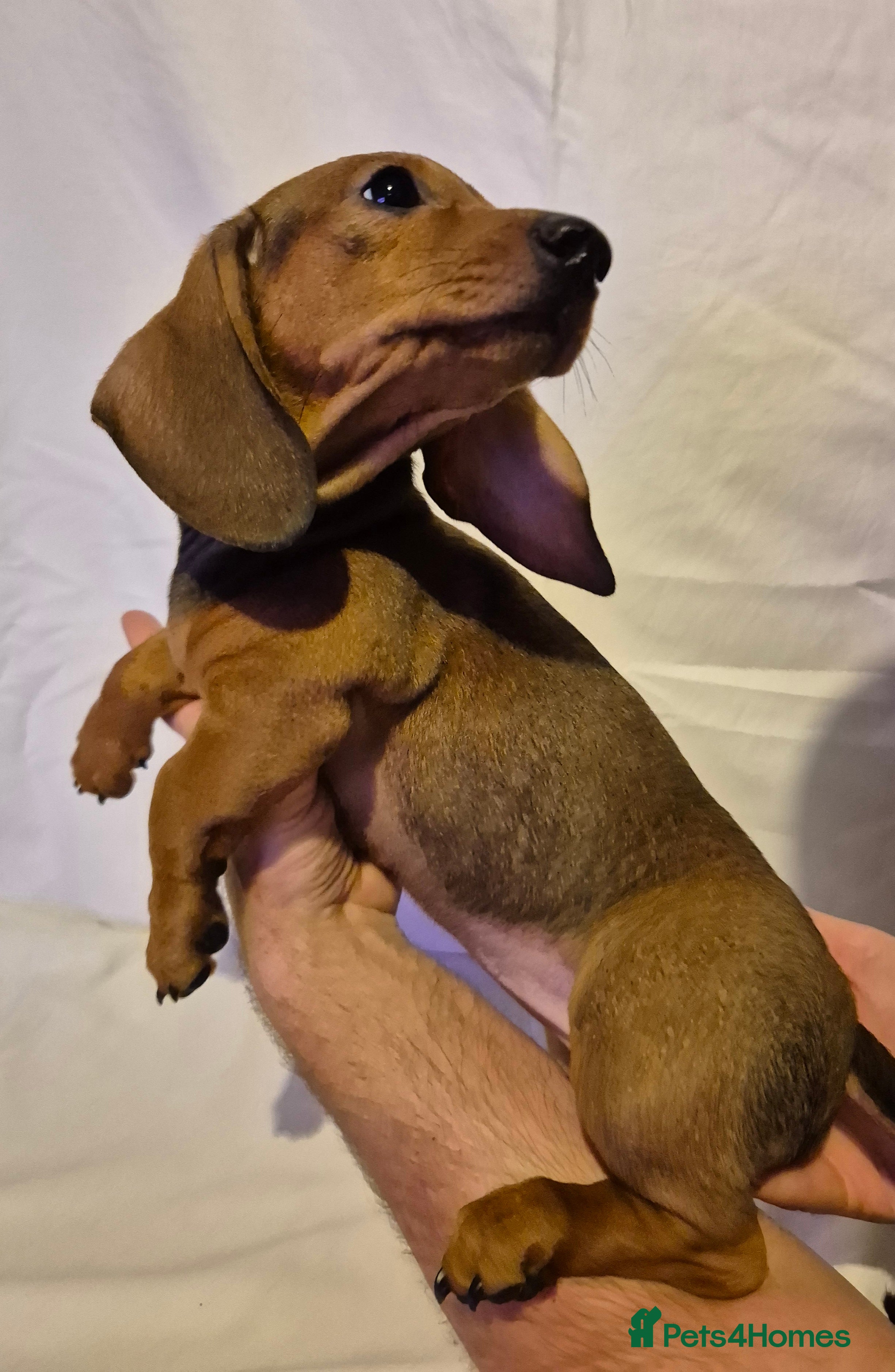 Dachshund dogs Smooth-haried standard dachshunds - Advert 1