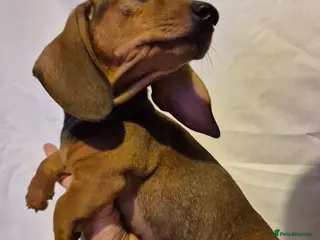 Dachshund dogs Smooth-haried standard dachshunds - Advert 13