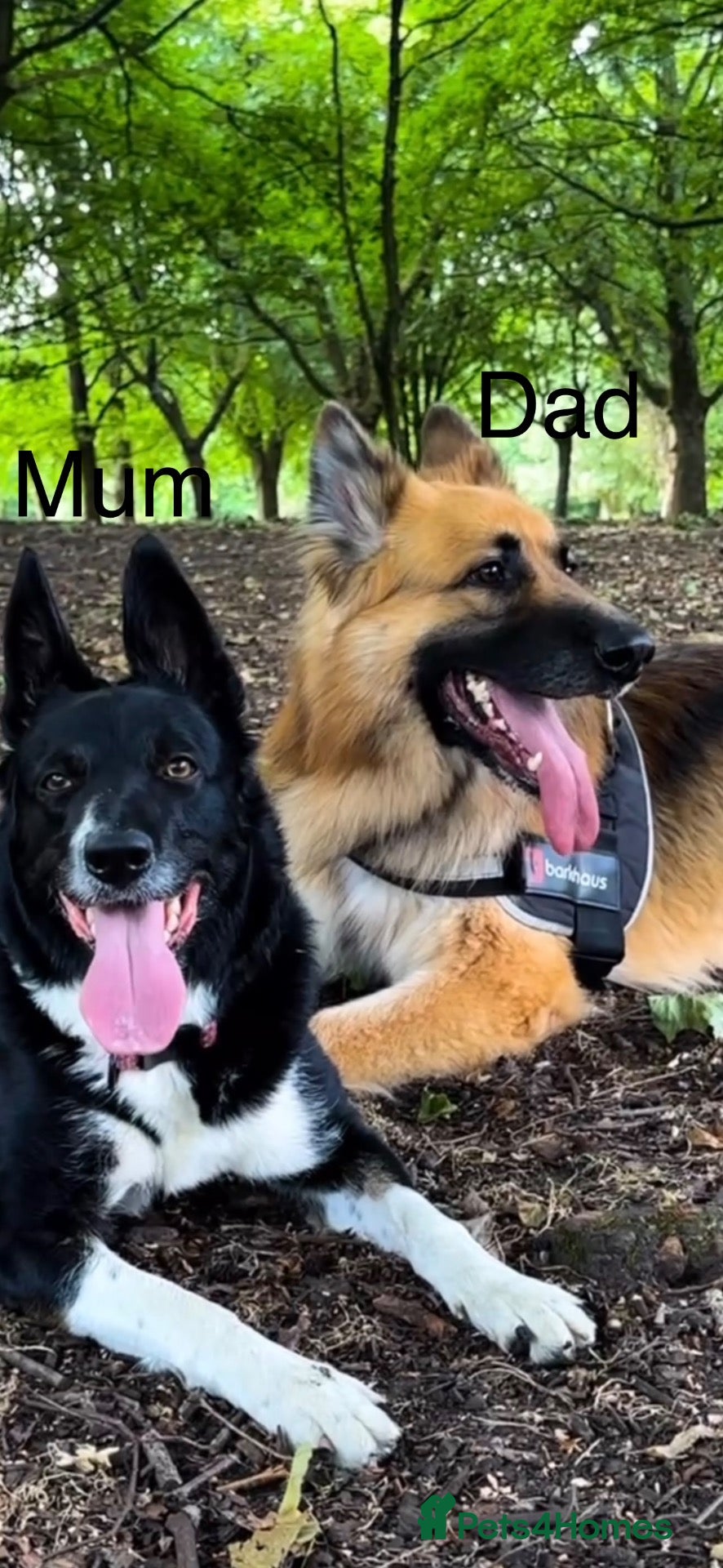 Mixed Breed dogs 4male 1 female puppies - Advert 1
