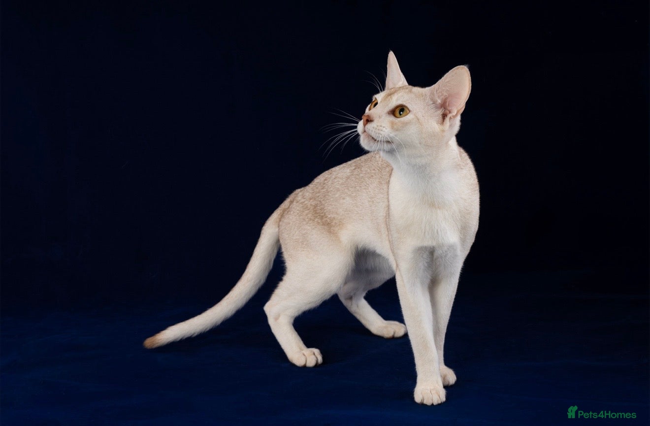 Abyssinian cats 🏆🏵️🏵️🏵️🥇Exceptional Abyssinian Stud - Advert 1