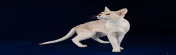 Abyssinian cats for stud: 🏆🏵️🏵️🏵️🥇Exceptional Abyssinian Stud - Advert 6