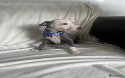 Whippet dogs for sale: kc registered Whippets  - Image 9