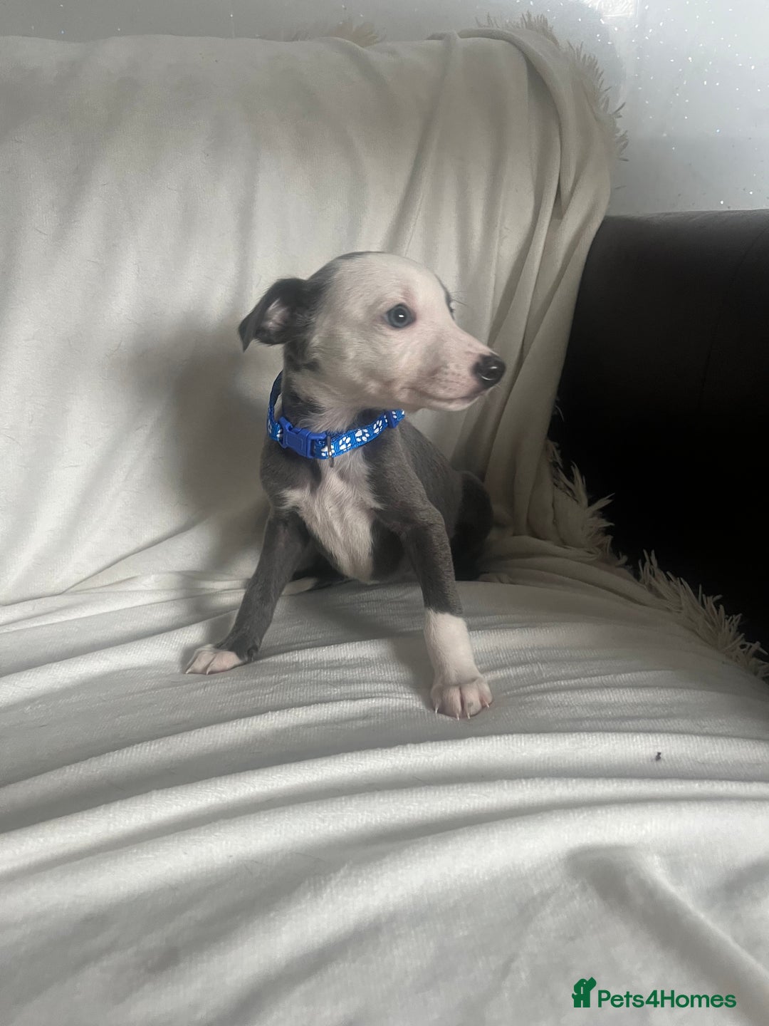 Whippet dogs for sale: kc registered Whippets  - Image 9