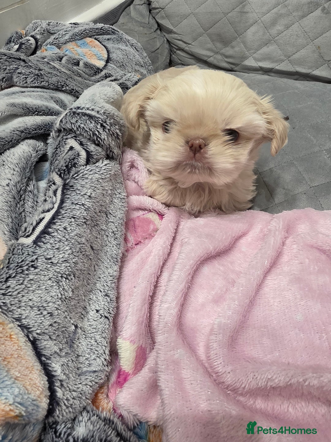 Shih Tzu dogs for sale: 3 stunning imperial karashishi shihtzu  - Advert 3