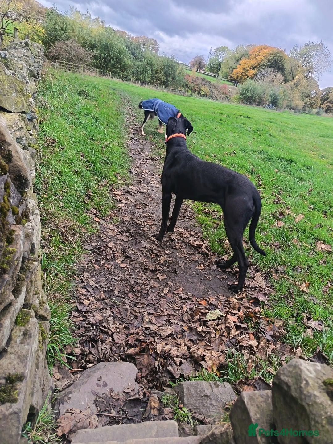Mixed Breed dogs for sale: Cane Corso x saluki lurcher - Advert 7