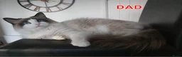 Ragdoll cats for sale: RAGDOLL BICOLOUR GIRL BLUE EYES READY NOW  - Advert 18