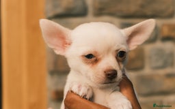 Chihuahua dogs for sale: 4 beautiful Chihuahua pups - Image 15