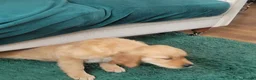Golden Retriever dogs for sale: Lovely lively girl “Wincy” in West Malling - Advert 8