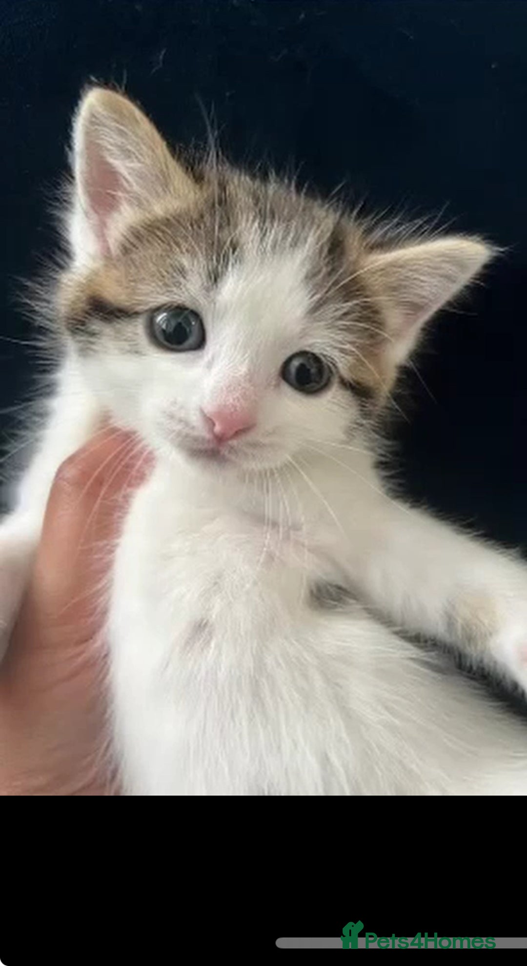 Mixed Breed cats for sale: Beautiful mixed kittens  - Image 5