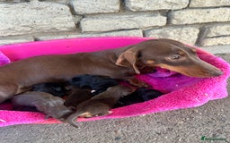 Mixed Breed dogs for sale: 🐾 Gorgeous Doxiepoo Puppies – Ready Soon! 🐾 - Image 8