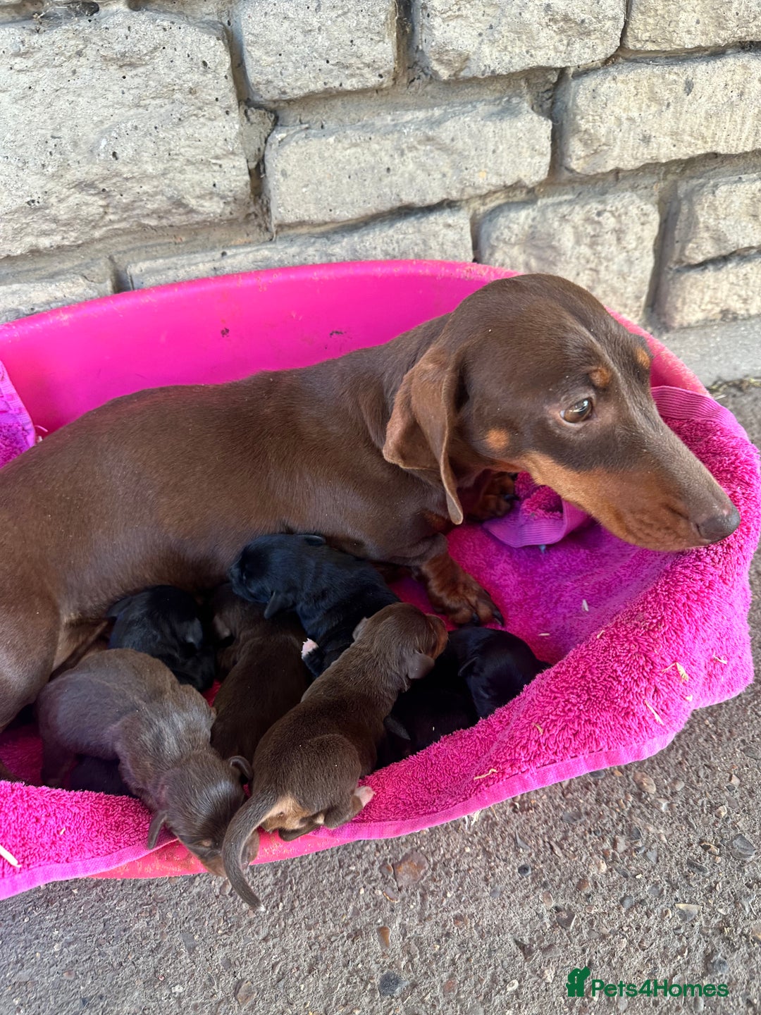 Mixed Breed dogs for sale: 🐾 Gorgeous Doxiepoo Puppies – Ready Soon! 🐾 - Image 8