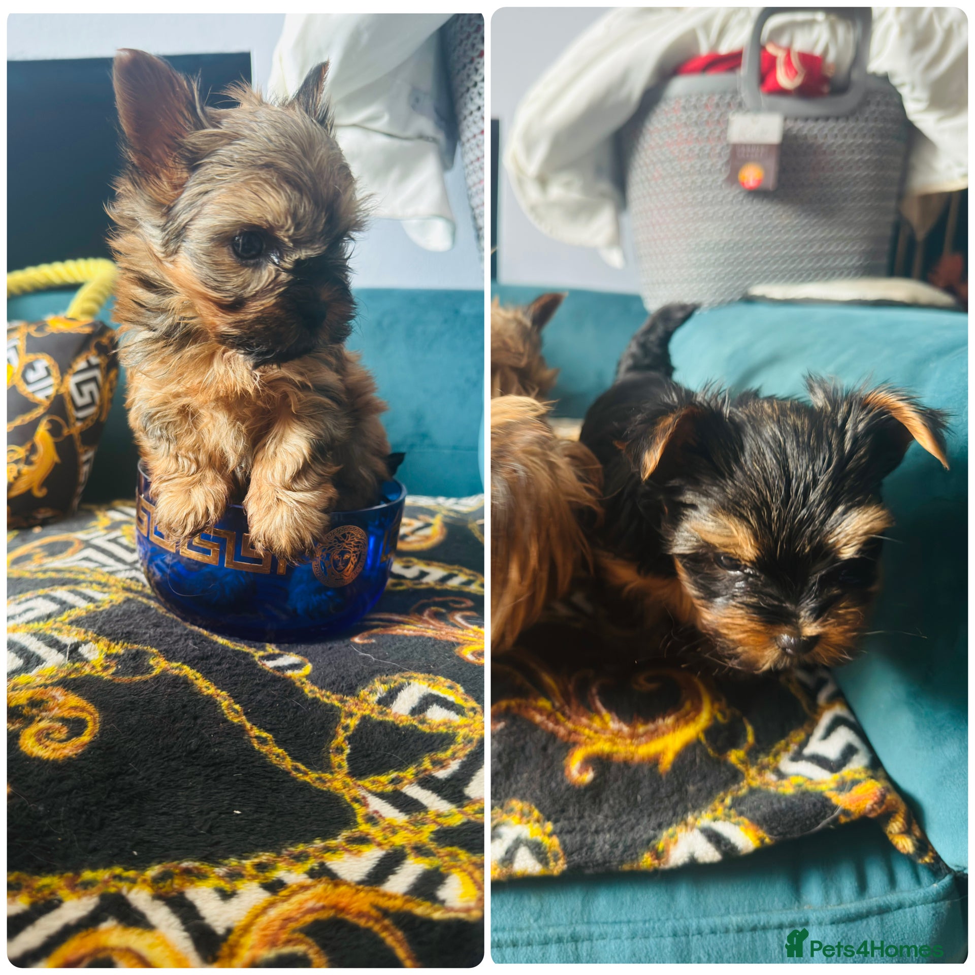 Yorkshire Terrier dogs Yorkshire terrier 2mini boys - Advert 2