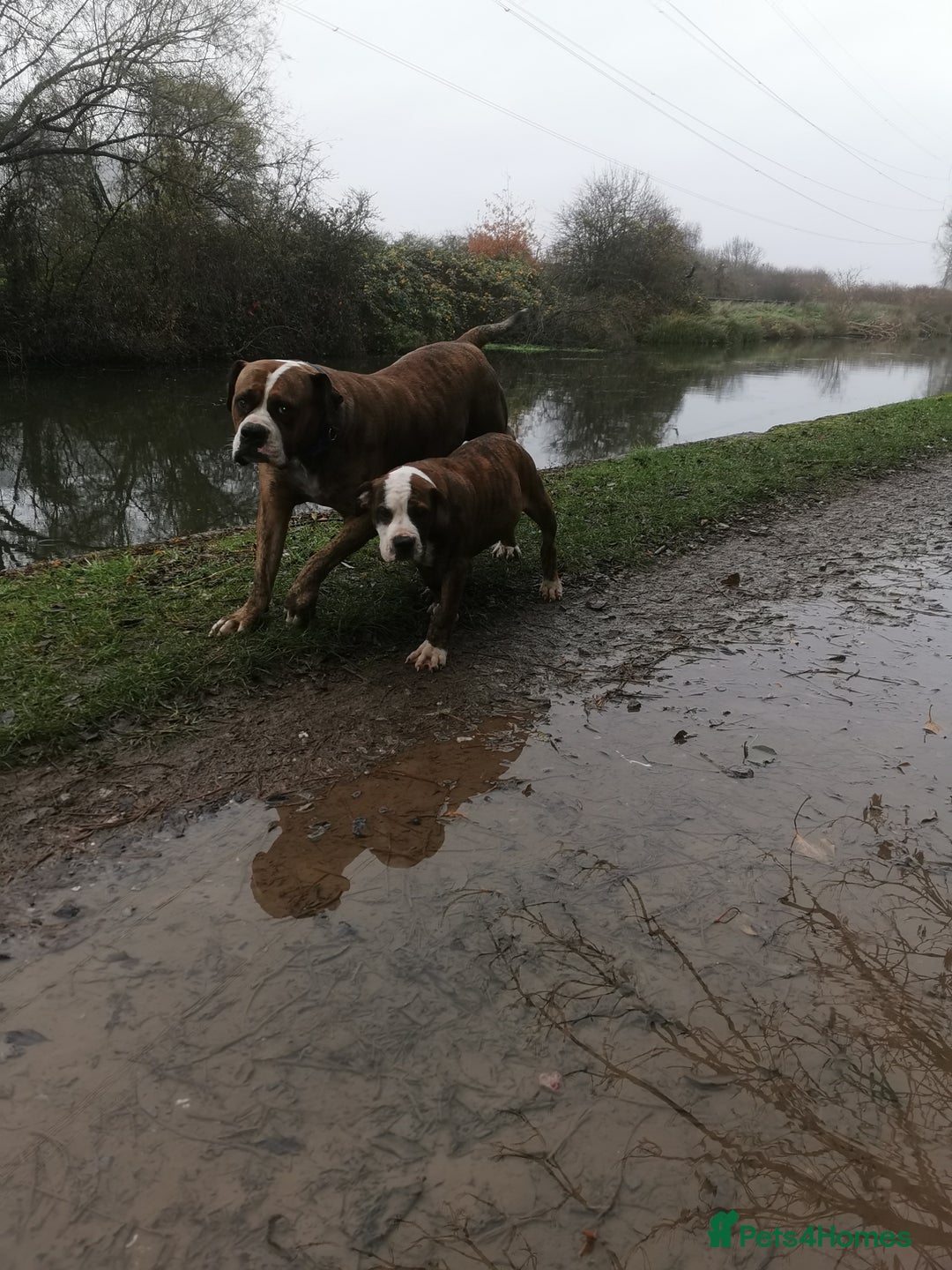 Mixed Breed dogs for sale: American bulldog mastiff cross puppies for sale - Advert 5