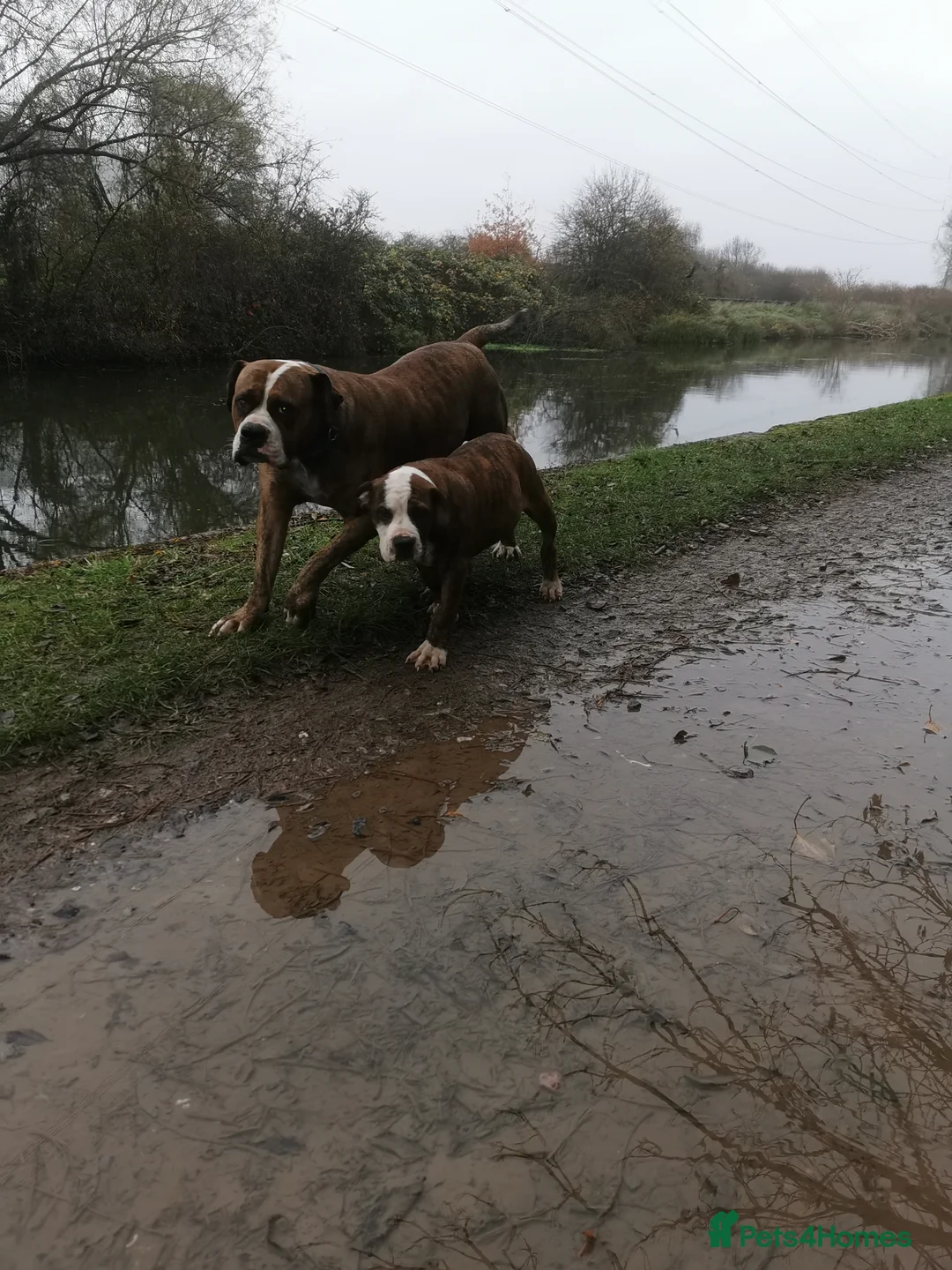 Mixed Breed dogs for sale: American bulldog mastiff cross puppies for sale - Advert 5