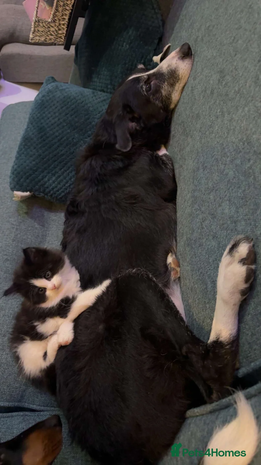 Mixed Breed cats for sale: Beautiful Maine Coone Ragdoll mix kittens! in Huntingdon - Advert 8