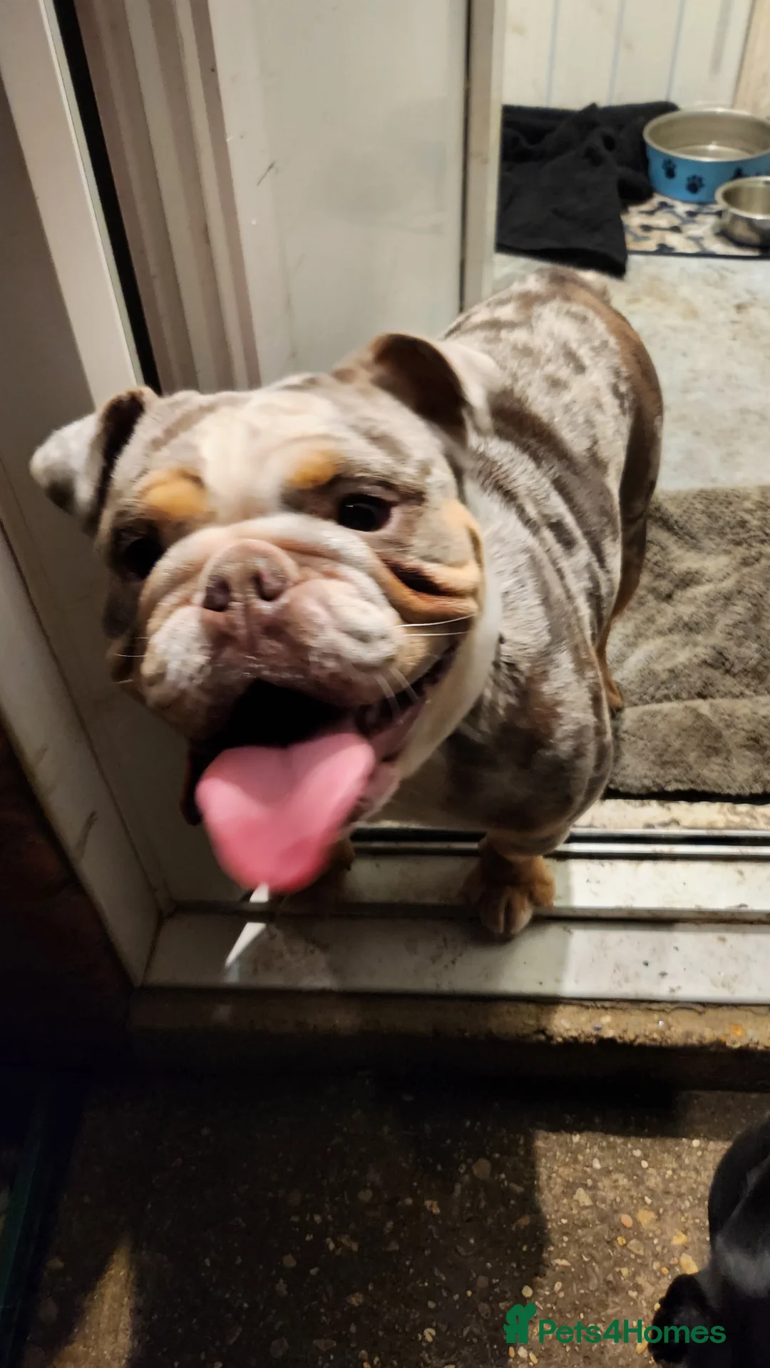 English Bulldog dogs for sale: 3 year old English Bulldog - Advert 1