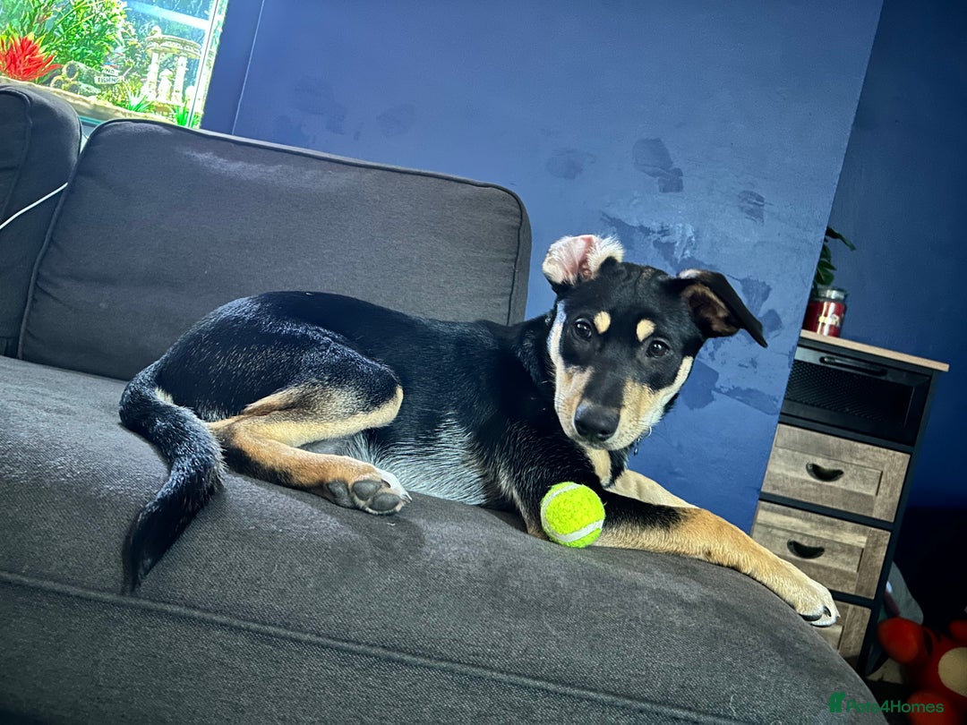 Mixed Breed dogs for sale: Our beautiful boy Koda💙 - Advert 24