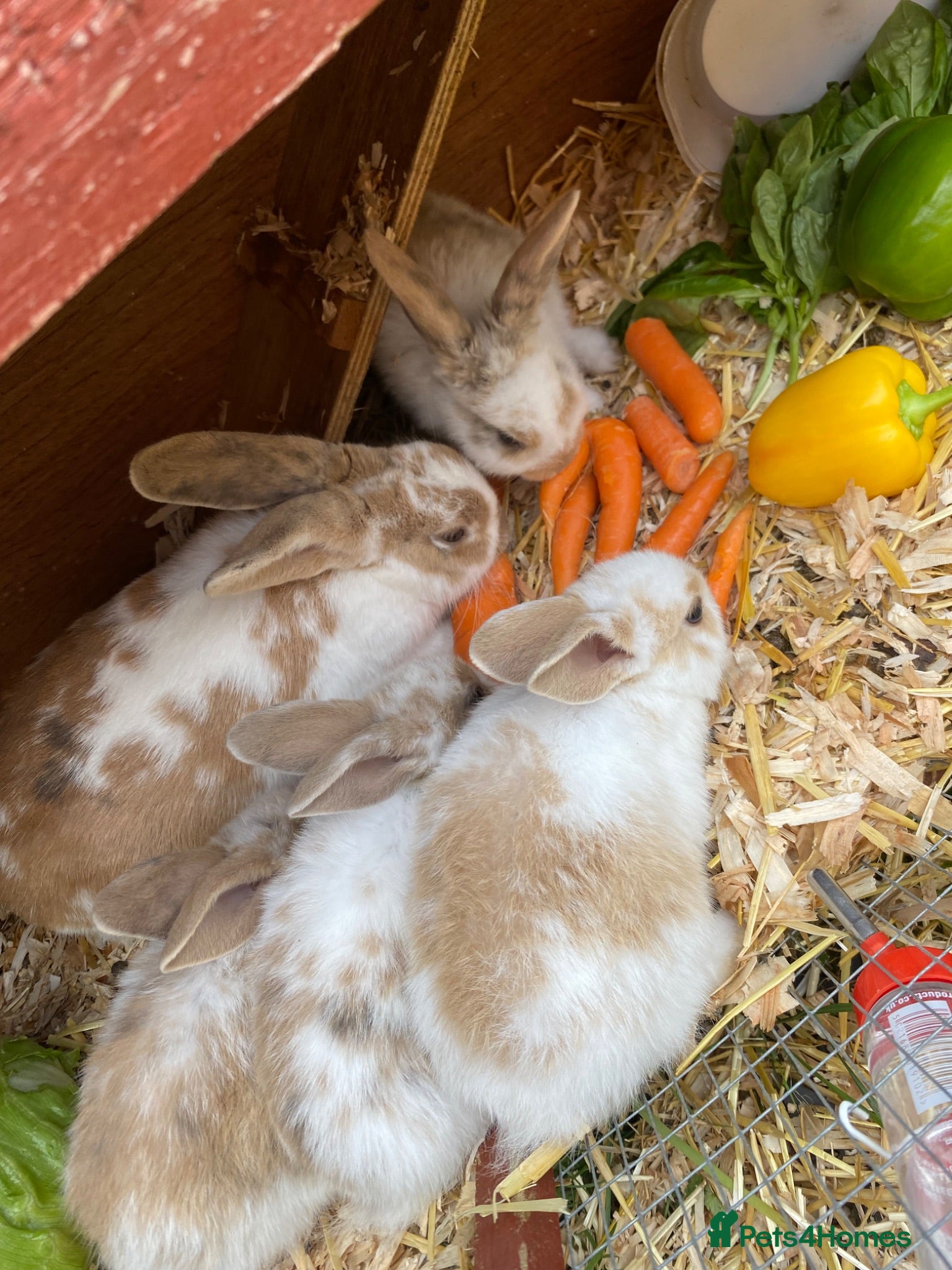 New Zealand rabbits 5 New Zealand bunny rabbits  - Advert 6
