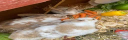 New Zealand rabbits for sale: 5 New Zealand bunny rabbits  in Dukinfield - Advert 1
