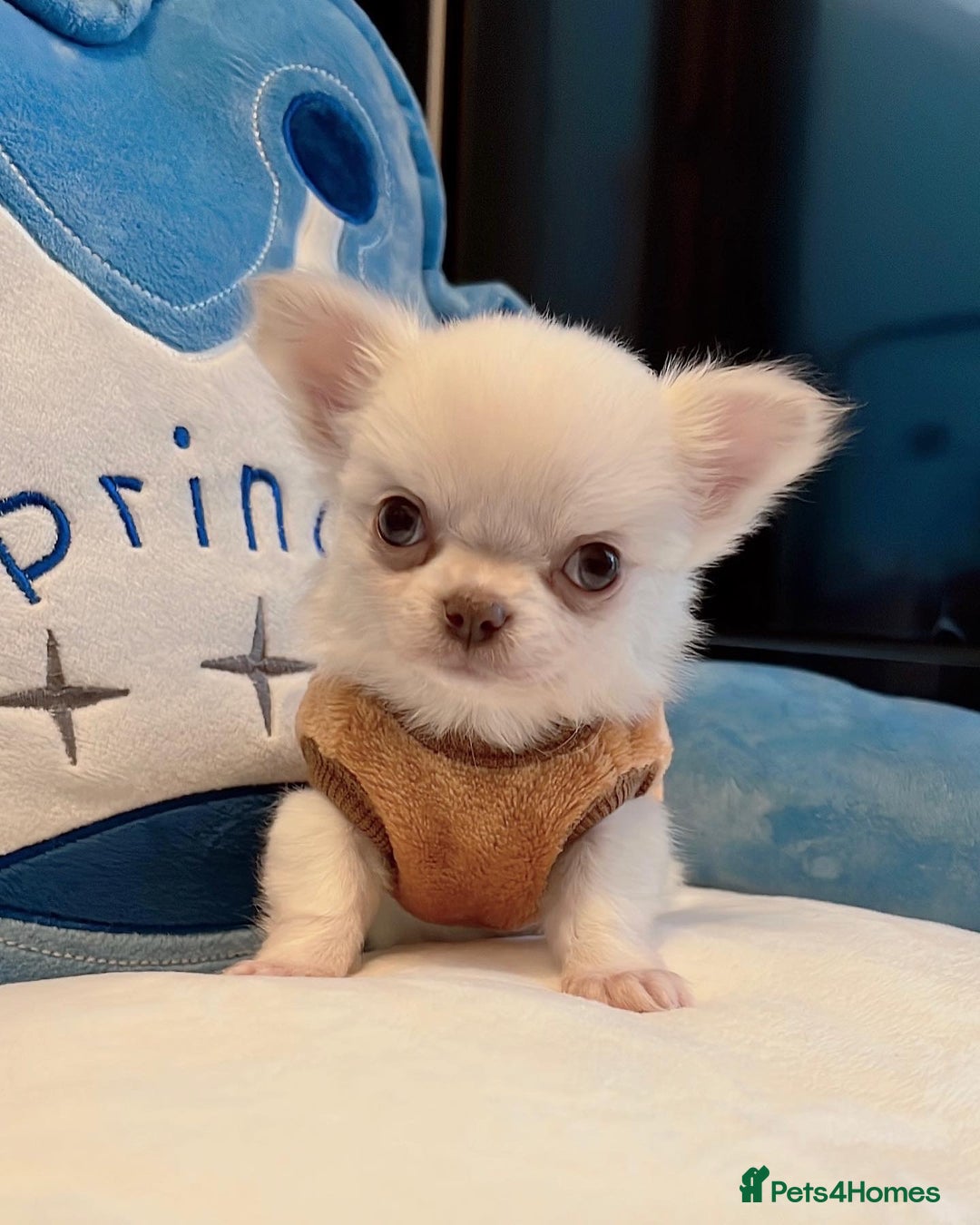 Chihuahua dogs for stud: Thailand imported chihuahua boy stud only in Doncaster - Advert 21