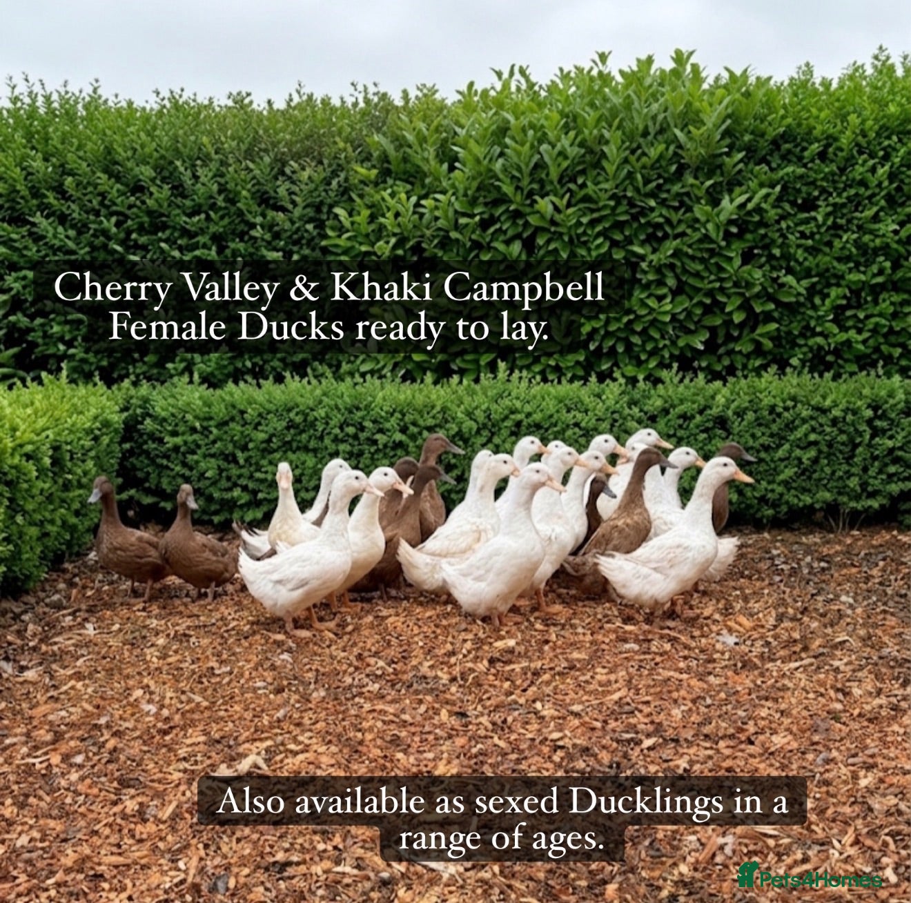 Ducks poultry Duckling and ready to lay Ducks  - Advert 2