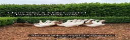 Ducks poultry for sale: Duckling and ready to lay Ducks  - Advert 2