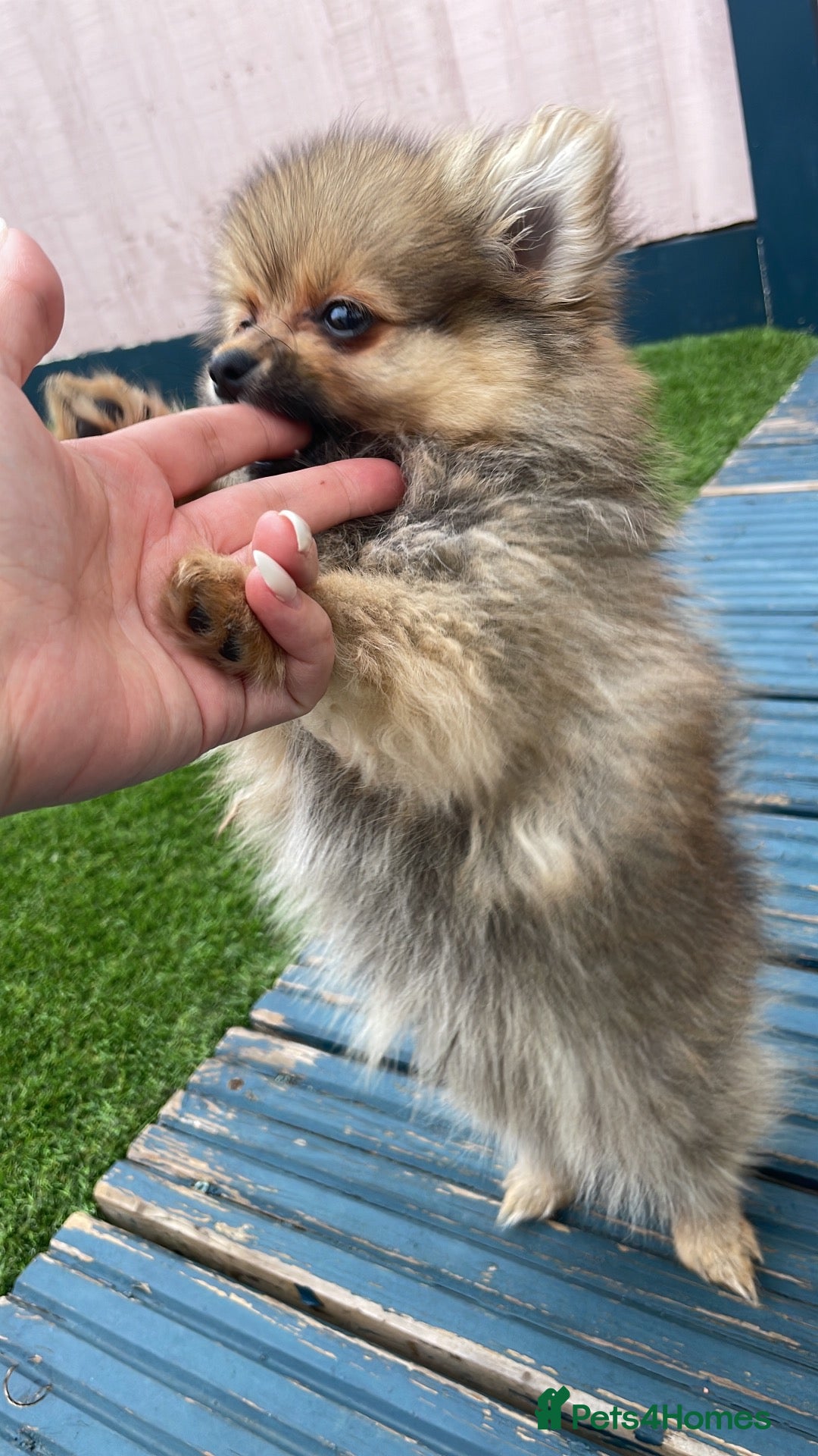 Pomeranian dogs Tiny Teddy Pom looking for his forever home - Advert 2