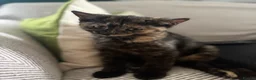 Mixed Breed cats for sale: Two Beautiful Kittens Looking for Loving Homes - Advert 6