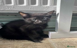 Mixed Breed cats for sale: 3 Black Male and 3 Black Female  - Image 13