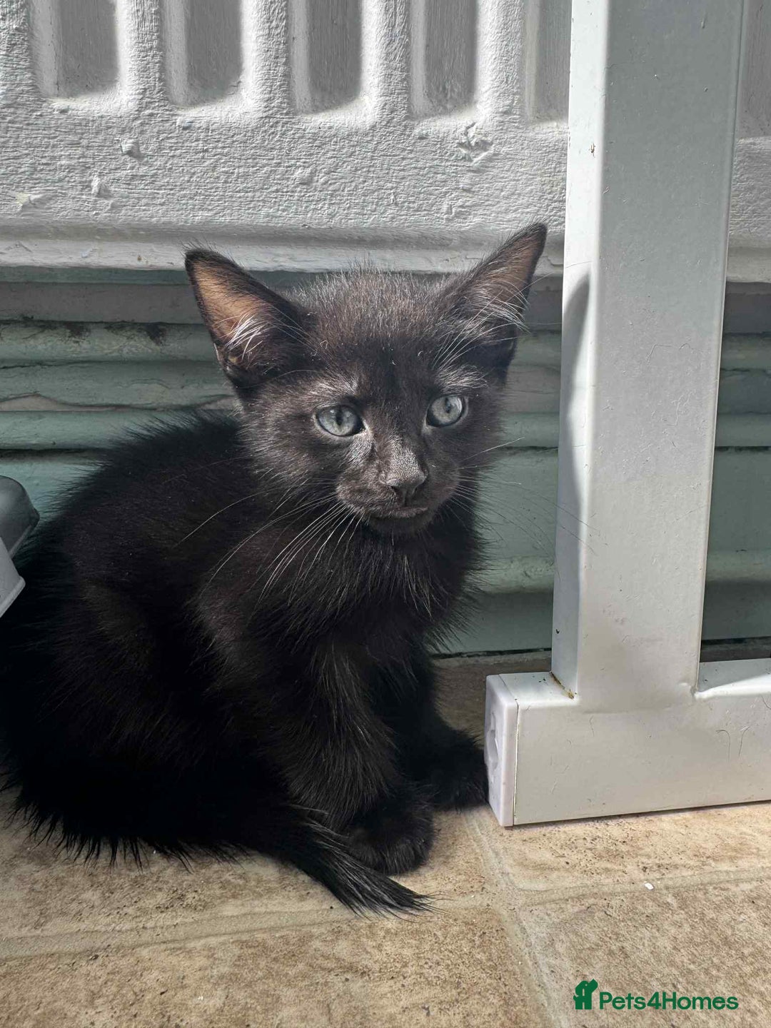 Mixed Breed cats for sale: 3 Black Male and 3 Black Female  - Image 13