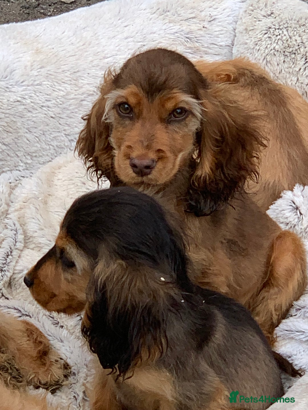 Cocker Spaniel dogs for sale: QUALITY KC SHOW COCKER SPANIEL PUPPIES - Image 1