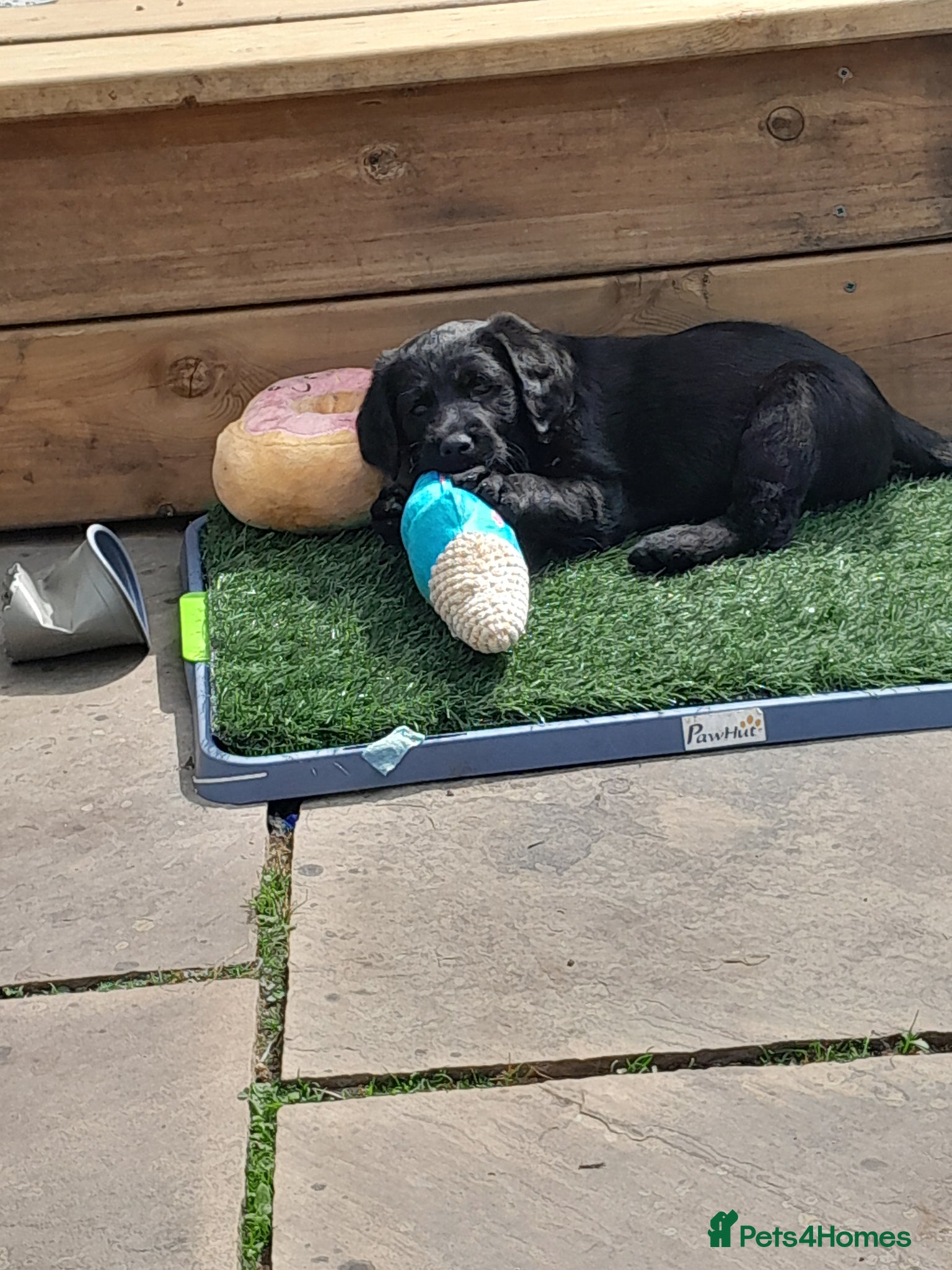Goldendoodle dogs for sale: Gorgeous Goldendoodle puppies - Advert 4