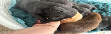 Labrador Retriever Puppy 5