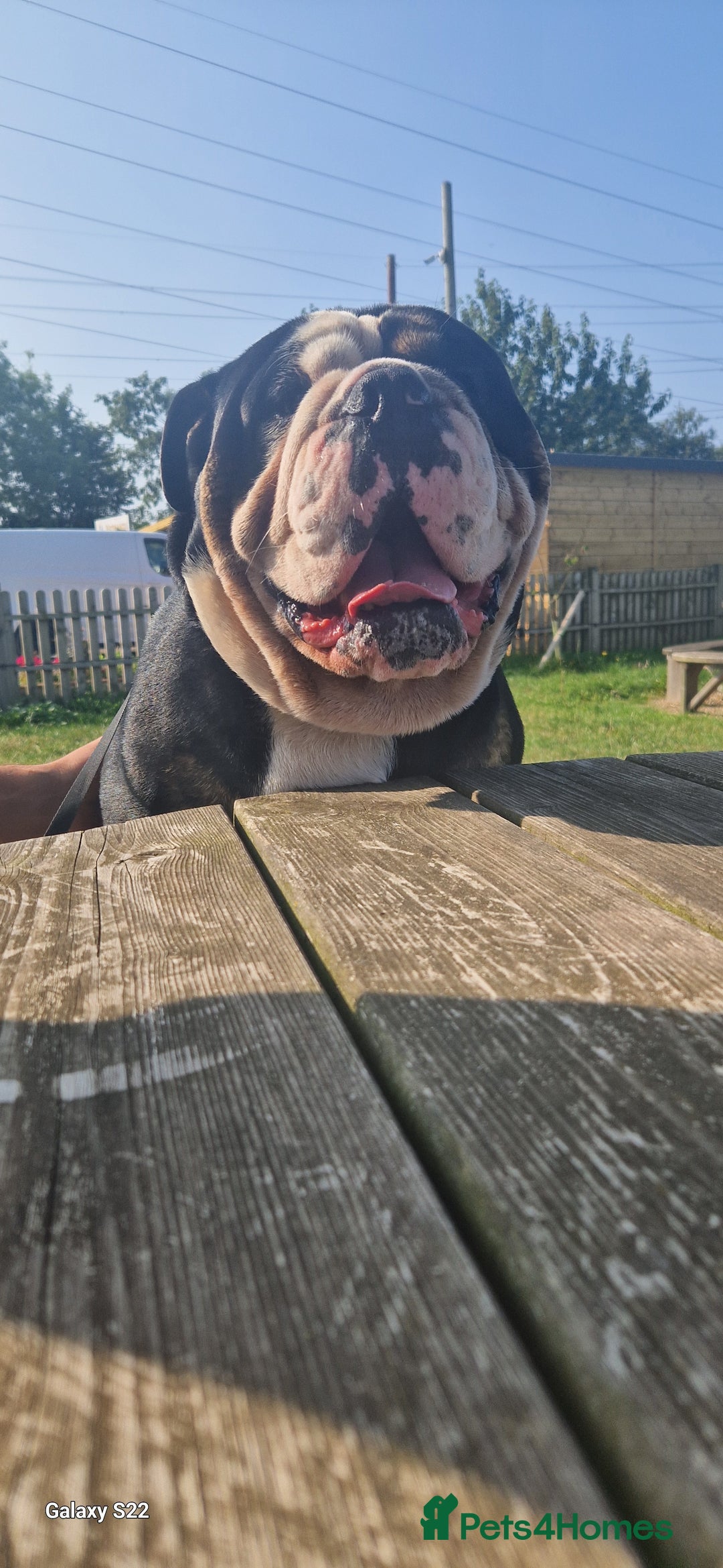 Olde English Bulldogge dogs for stud: Vinnie the olde english bulldogge - Advert 5