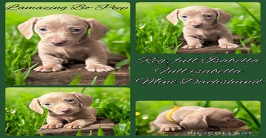 Miniature Dachshund dogs - Advert 10
