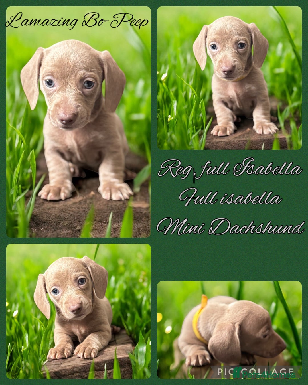 Miniature Dachshund dogs for sale: Stunning Isabella mini reg 5* health cert ready - Image 2