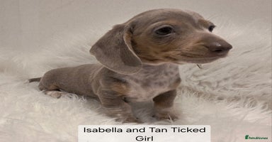 Miniature Dachshund dogs - Advert 16