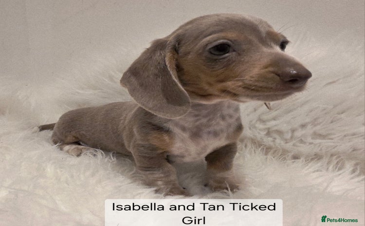 Miniature Dachshund dogs - Advert 4