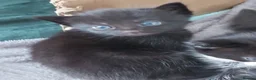 Mixed Breed cats for sale: Beautiful semi long haired grey kittens - Advert 2