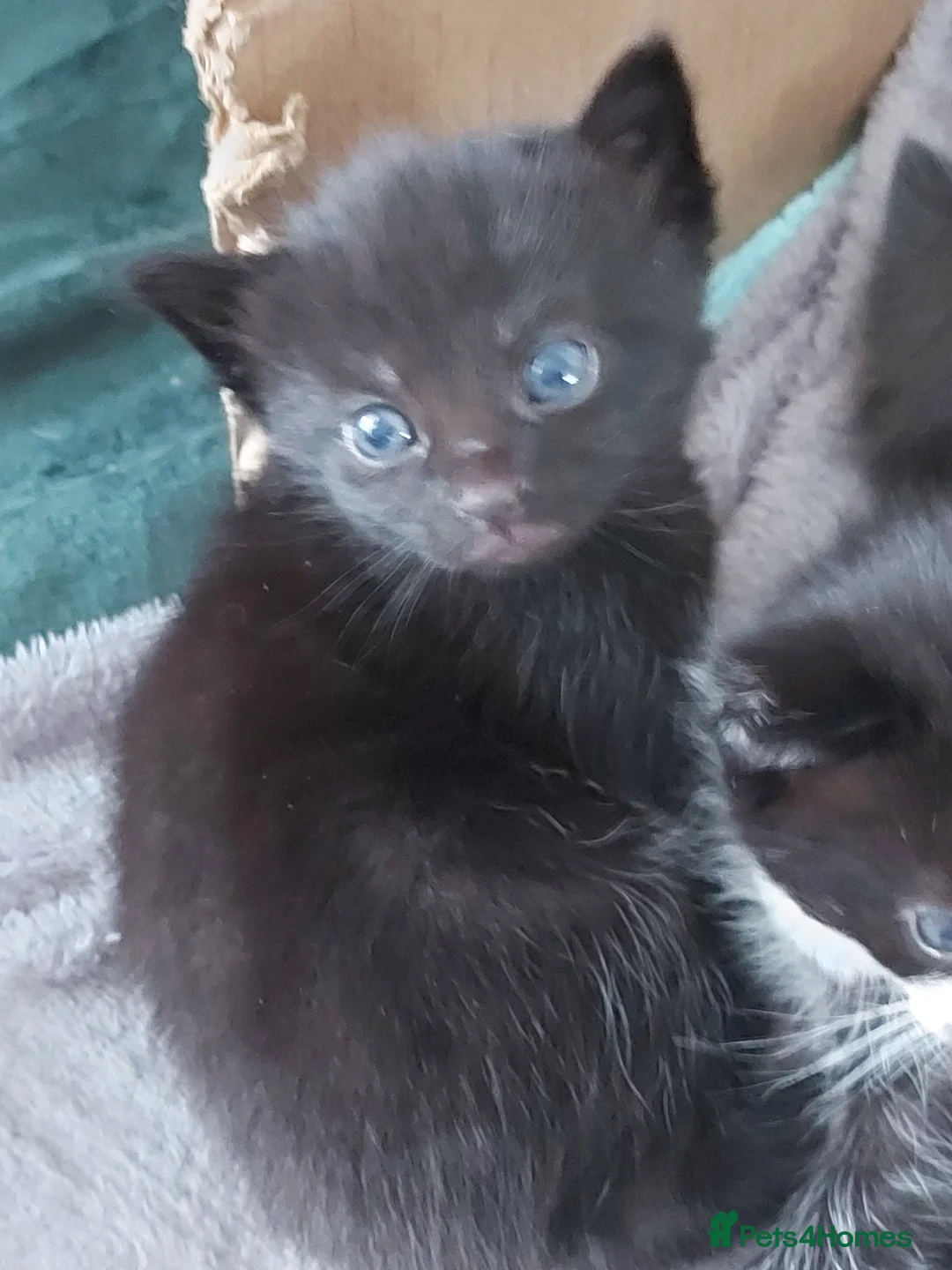 Mixed Breed cats for sale: Beautiful semi long haired grey kittens - Advert 2