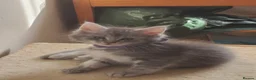 Maine Coon cats for sale: 7 adorable pedigree maine coon kittens - Advert 7