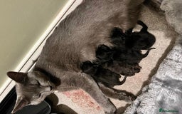 Mixed Breed cats for sale: Cuddle Puddle - Image 9